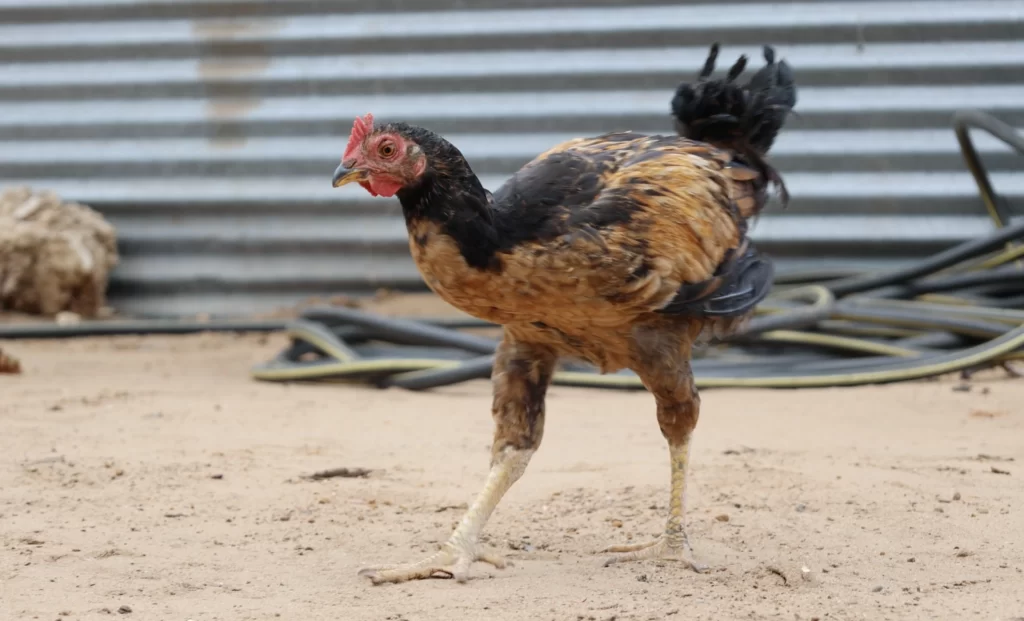 Sponsor a chicken on our farm - 5 CHF